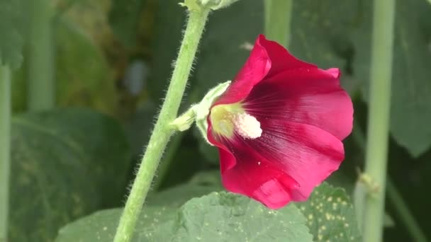 Czerwony kwiat Malva — Wideo stockowe