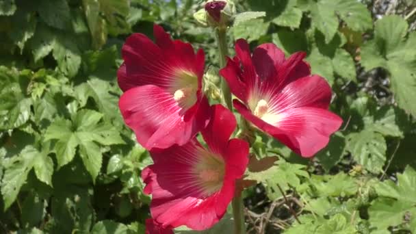 Malva flor roja — Vídeo de stock