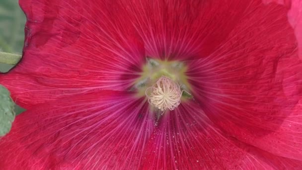 Malva flor roja — Vídeo de stock