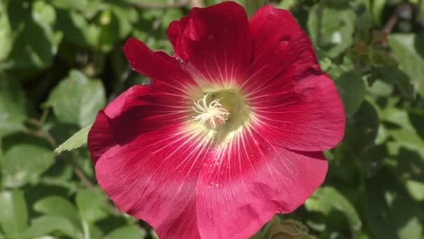 Malva flor roja — Vídeo de stock