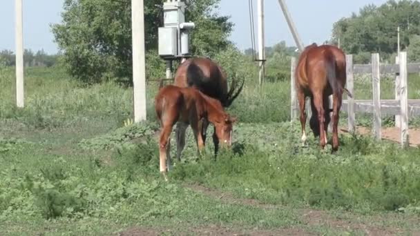 Foal en la granja — Vídeos de Stock