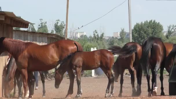 Foal en la granja — Vídeo de stock