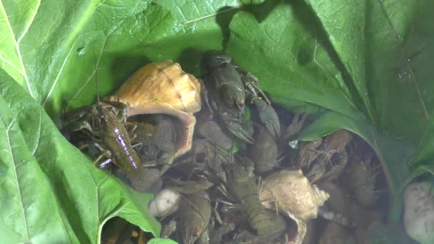 Écrevisses fraîches dans le bar à bière — Video