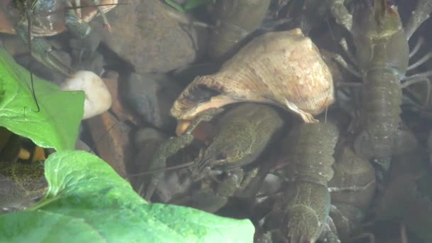 Fresh crayfish in the beer bar — Stock Video