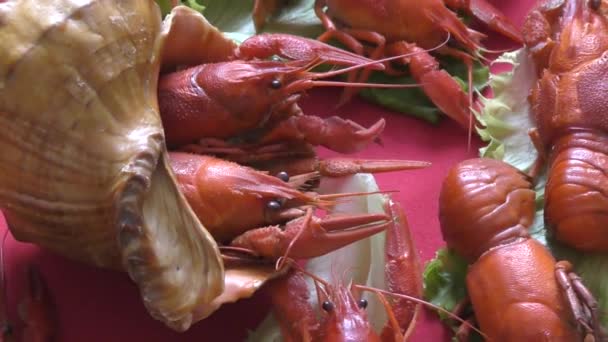 Cangrejo cocido con cerveza — Vídeos de Stock