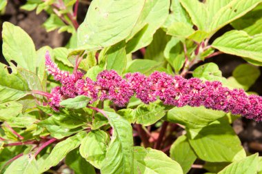 Yaz günü mor çiçekleri