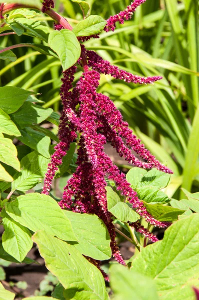 Amaranth blossoms in summer day — Stock Photo, Image