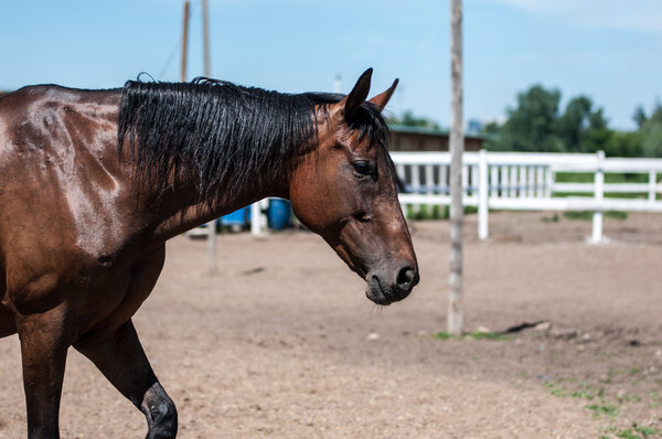 лошадь на ферме