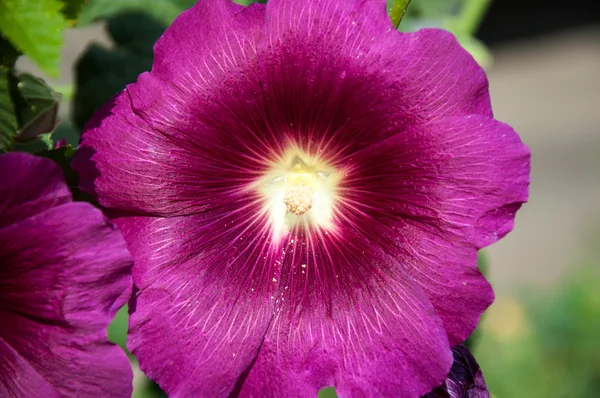 Malva flor luz violeta — Fotografia de Stock