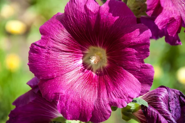 Malva fleur violet clair — Photo