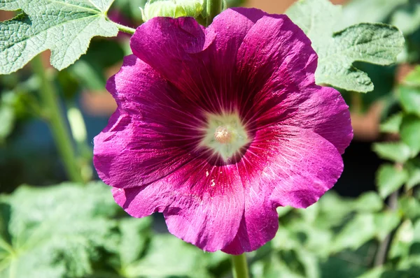 Malva květ světle fialová — Stock fotografie