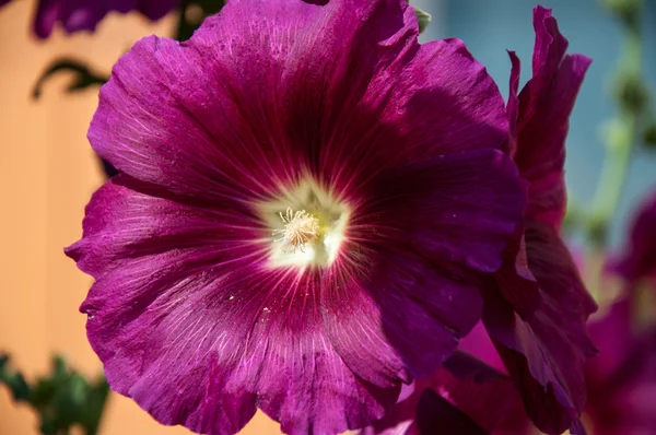 ウスベニアオイ花ライト バイオレット — ストック写真