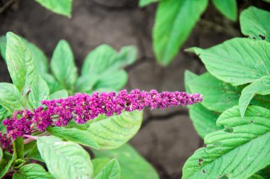 Yaz günü mor çiçekleri