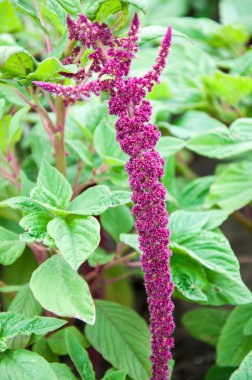 Yaz günü mor çiçekleri