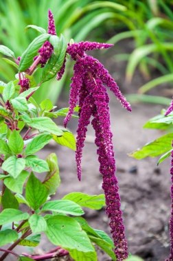 Yaz günü mor çiçekleri