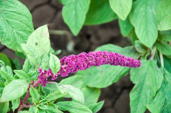 El amaranto florece en el día de verano — Foto de Stock