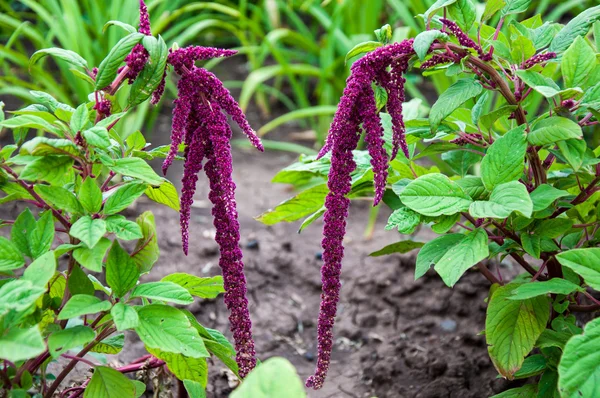 Amarant bloesems in de zomerdag — Stockfoto