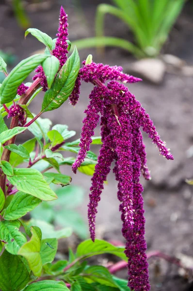 Amaranth blossoms in summer day — Stock Photo, Image