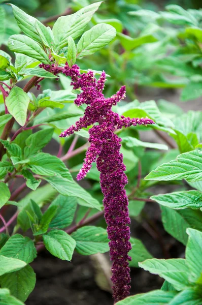 El amaranto florece en el día de verano — Foto de Stock