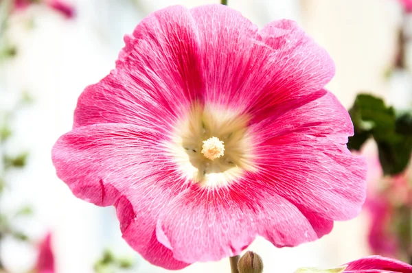 Мальва цветок красный цвет — стоковое фото