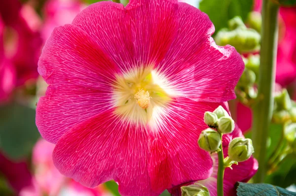 ウスベニアオイの赤い花の色 — ストック写真