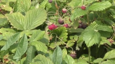 Ormanın içinde çilek Glade