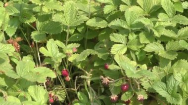 Ormanın içinde çilek Glade