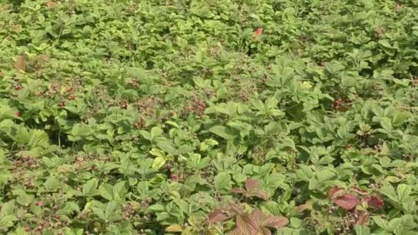 Glade aux fraises dans la forêt — Video