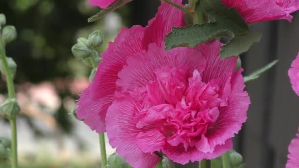 Blume Malva doppelt rosa Farbe — Stockvideo