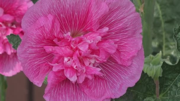 Blomman Malva dubbel rosa färg — Stockvideo