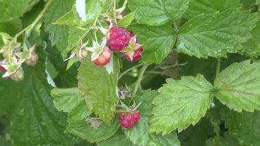 Yağmur sonra ahududu