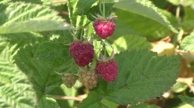 Yağmur sonra ahududu