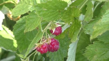 Yağmur sonra ahududu