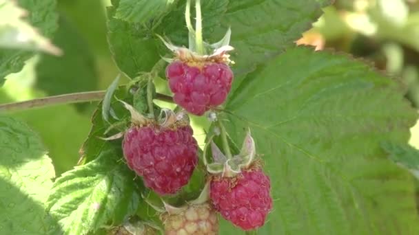 Raspberry efter regn — Stockvideo