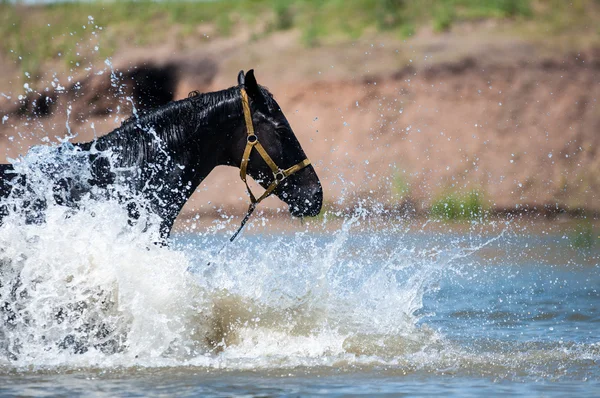 Caballos en un lugar de riego — Foto de Stock