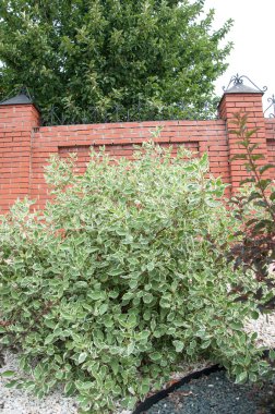 Cornus alba ve Cornus sanguinea Bahçe Tasarım
