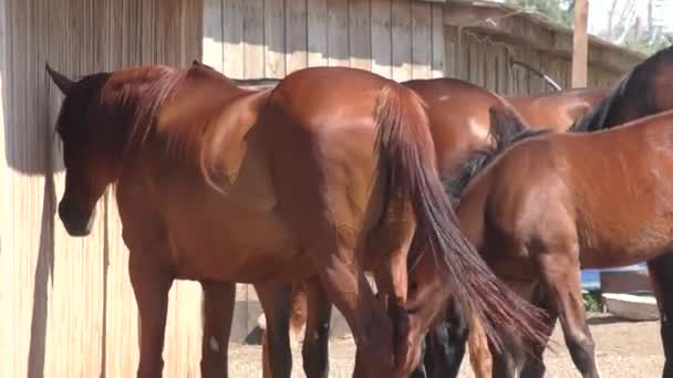 Pferd auf dem Bauernhof — Stockvideo