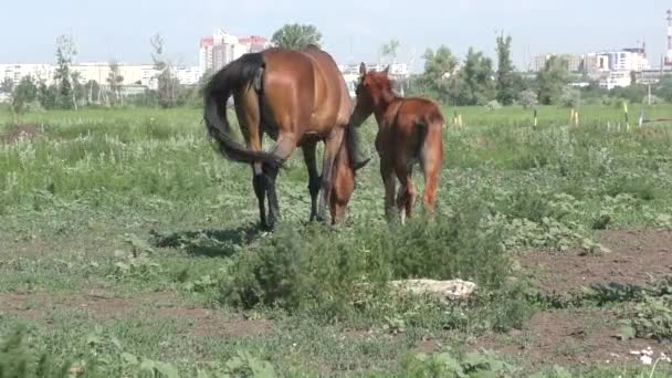 Cavalo na fazenda — Vídeo de Stock