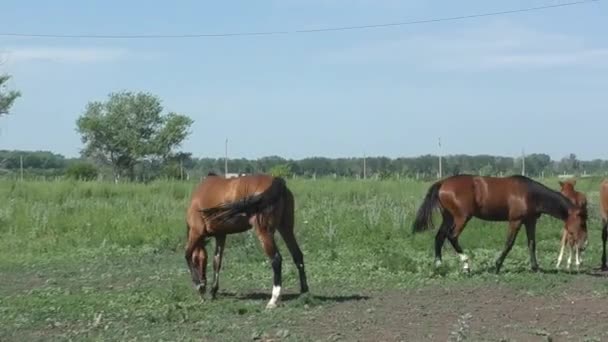 Pferd auf dem Bauernhof — Stockvideo