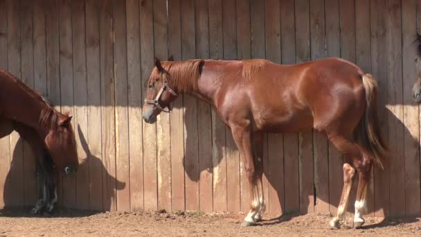 Pferd auf dem Bauernhof — Stockvideo