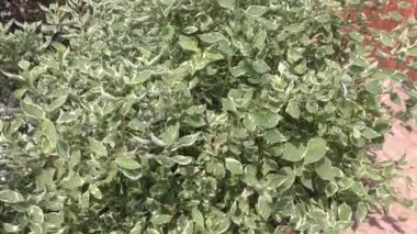 Cornus alba ve peyzaj tasarım cornus sanguinea