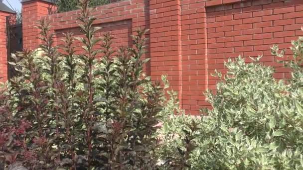 Cornus alba and the cornus sanguinea in landscape design — Stock Video