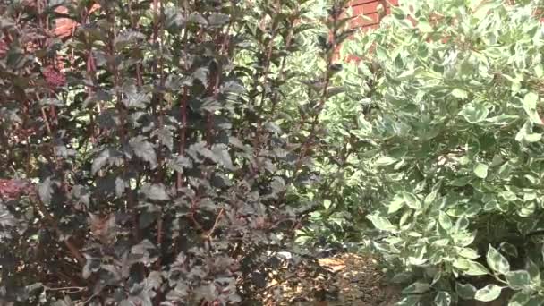 Cornus alba and the cornus sanguinea in landscape design — Stock Video