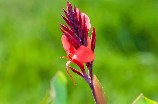 Canna bloem rood — Stockfoto