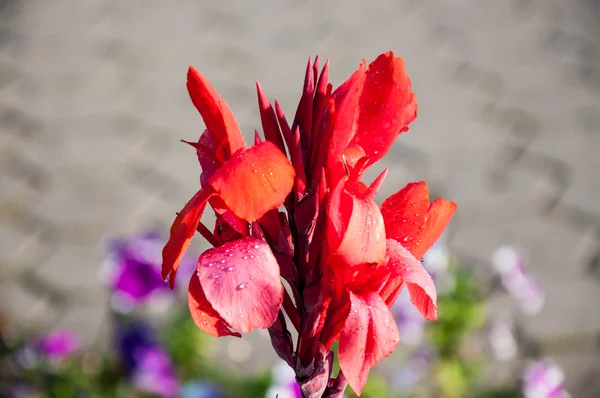 Canna flower red — Stock Photo, Image