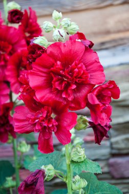 Malva çift kırmızı