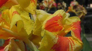 Çiçek Canna sarı-kırmızı