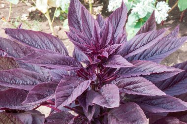 Amaranth Antikanser özellikleri vardır 