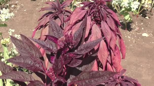 Amaranth blossoms in summer day — Stock Video