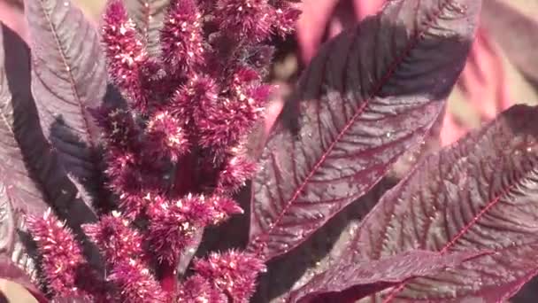 Amaranth blossoms in summer day — Stock Video